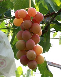 �V�i�m�X�}�C��