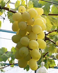 ���U���I�r�A���R