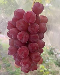 �}�C�n�[�g