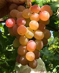 ���U���I���b�\