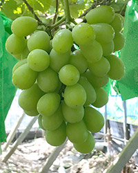 �V���C���}�X�J�b�g